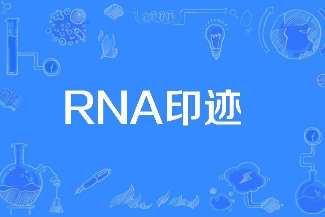 RNA印跡 RNA印跡
