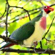 粉頭果鳩 粉頭果鳩