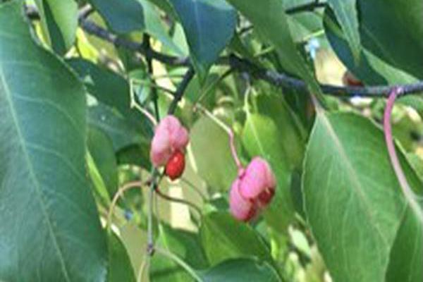 Euonymus bungeanus Euonymus bungeanus