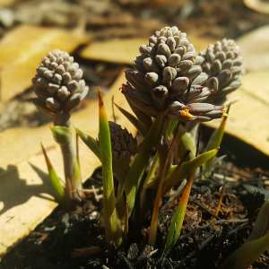 Haemodorum brevicaule