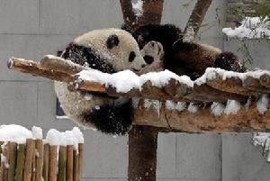 贈台大熊貓“團團”“圓圓”在積雪中玩耍