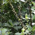 水東哥屬 水東哥屬