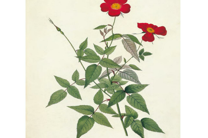 月月紅(月季) 月月紅(月季)