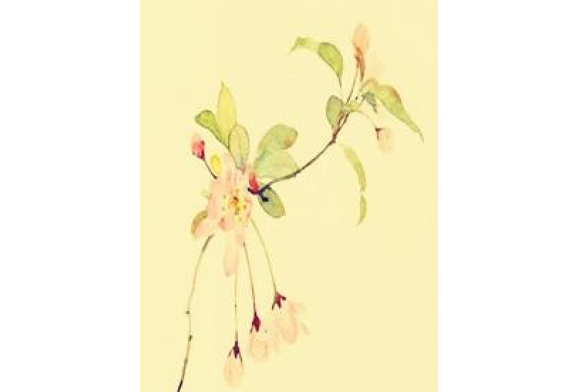 世有蓮華 世有蓮華