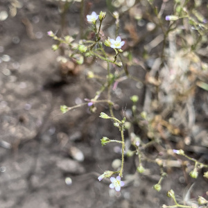 Lathrocasis tenerrima