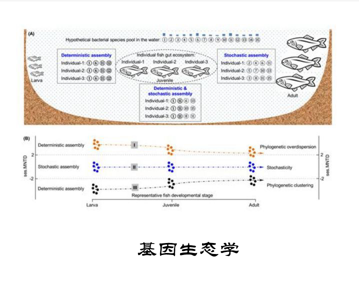 基因生態學