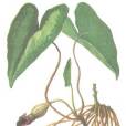 山茨菇 山茨菇