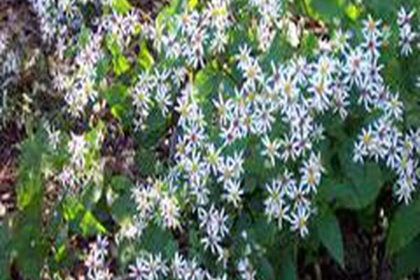 Eurybia divaricata \x27Eastern Star\x27 Eurybia divaricata \x27Eastern Star\x27