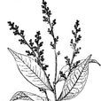 華南泡花樹 華南泡花樹