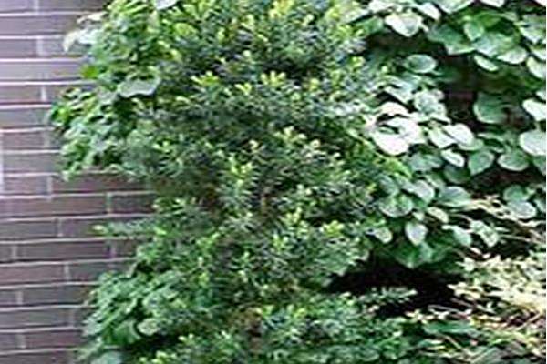 Taxus × media \x27Smokestack\x27