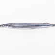 大吻海蠋魚 大吻海蠋魚