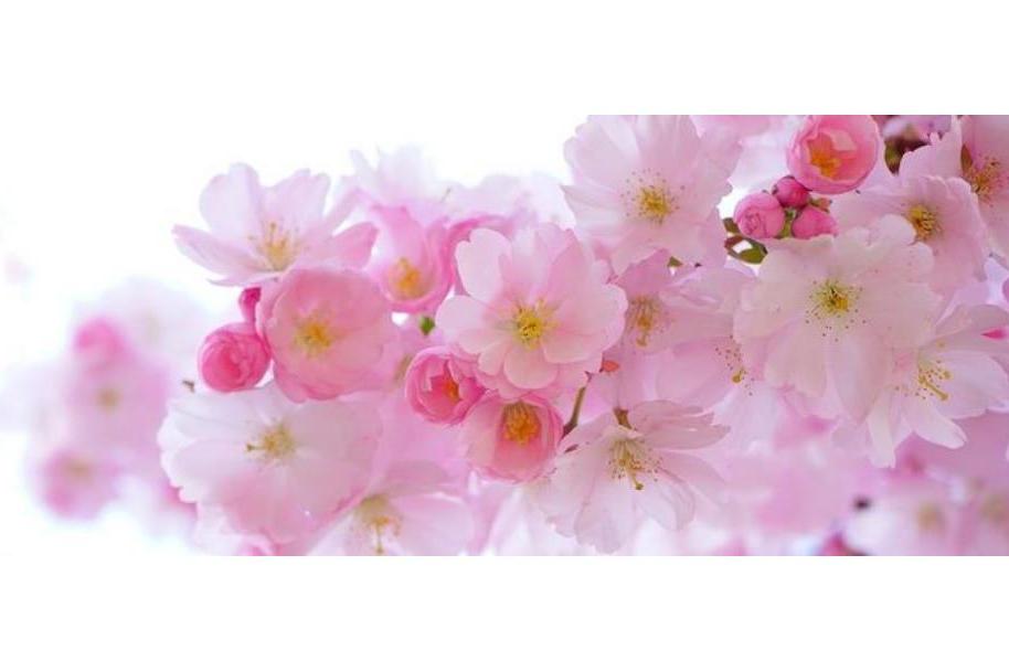 花見會 花見會
