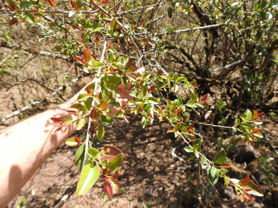 Schinus myrtifolia