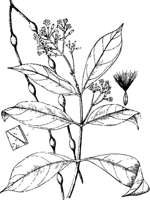 金絲杜仲(長節珠屬植物長節珠異名) 金絲杜仲(長節珠屬植物長節珠異名)