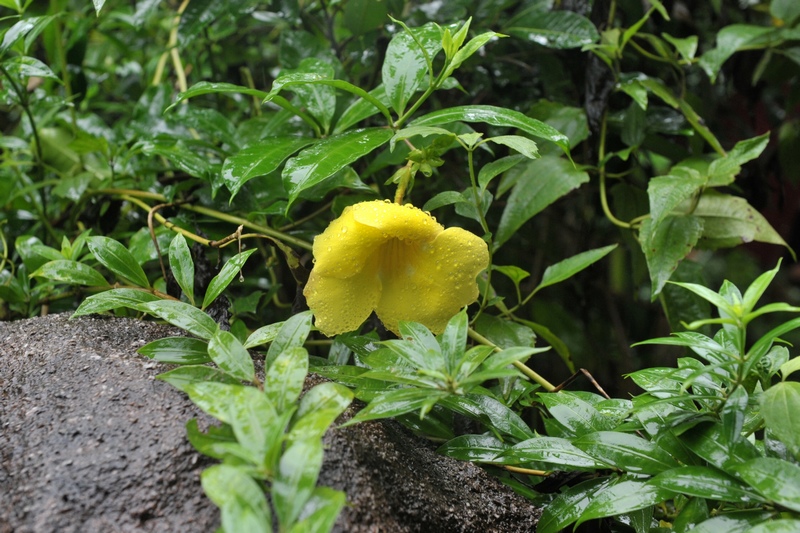 黃蜀葵花