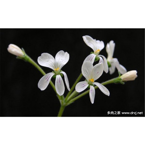 羽葉洋葵 羽葉洋葵
