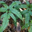小狗脊(複葉耳蕨(植物)) 小狗脊(複葉耳蕨(植物))