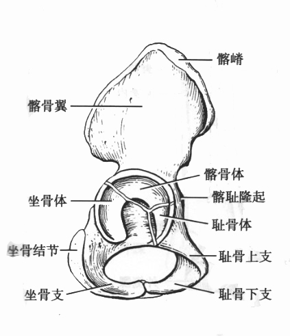 幼兒髂骨（6歲）