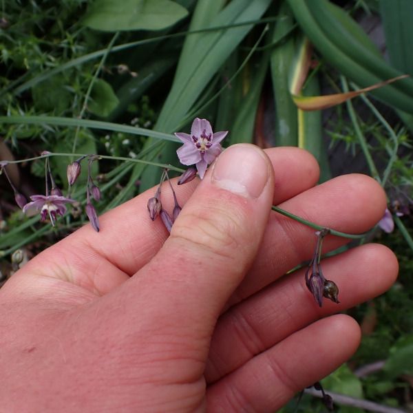 Arthropodium milleflorum