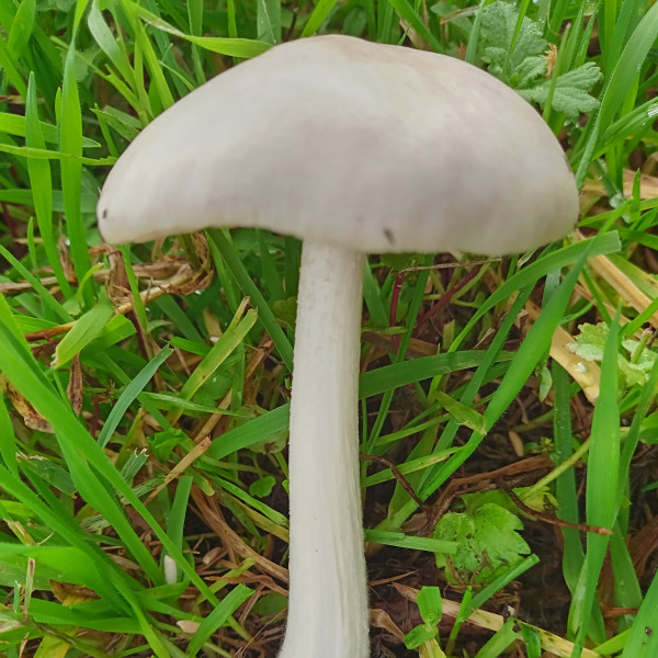 黏蓋草菇 黏蓋草菇