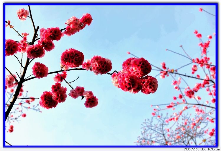 滇雪花 滇雪花