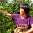 大紅梅楊梅 大紅梅楊梅