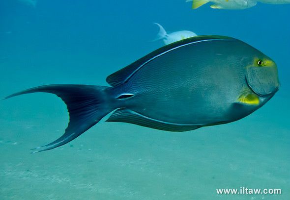 黃翼刺尾魚(黃鰭刺尾鯛) 黃翼刺尾魚(黃鰭刺尾鯛)