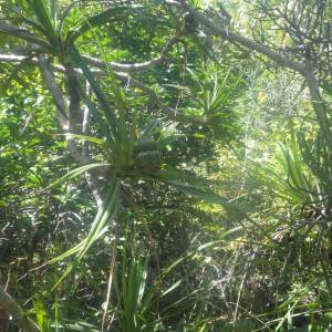 Pandanus biceps
