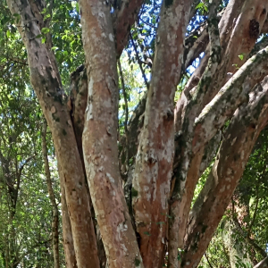 Plinia rivularis
