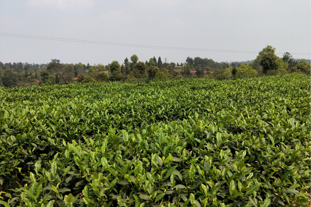 茶葉基地 茶葉基地
