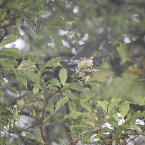 Arachnothryx monteverdensis