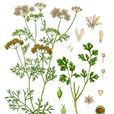 芫荽(香菜(傘形科刺芹屬植物)) 芫荽(香菜(傘形科刺芹屬植物))