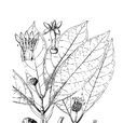 大花木巴戟 大花木巴戟