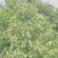 桂丁 桂丁