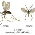 食蚜癭蚊 食蚜癭蚊