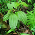 柏拉木屬 柏拉木屬