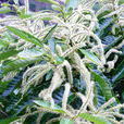 栗子花 栗子花