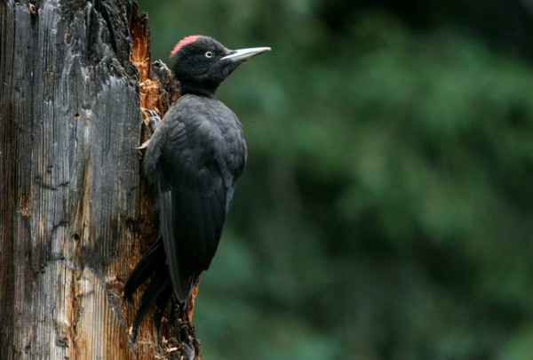 黑啄木鳥指名亞種