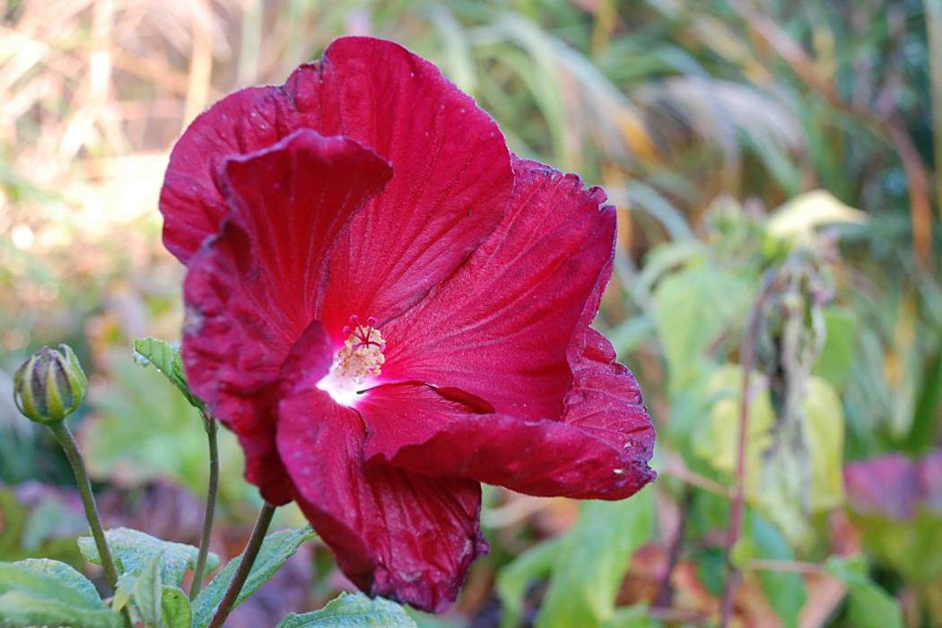 Hibiscus moscheutos subsp. palustris