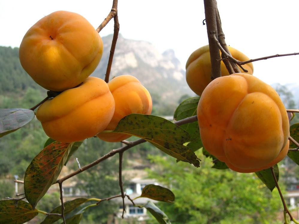 房山磨盤柿