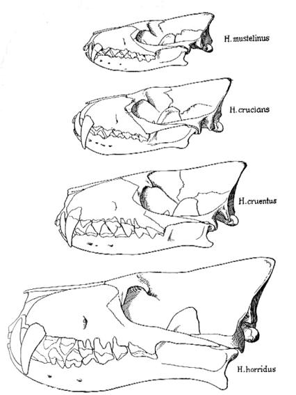 北美幾種鬣齒獸頭骨對比