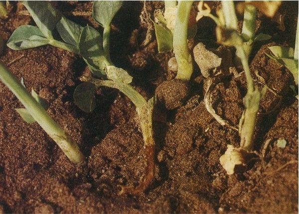 豌豆基腐病 豌豆基腐病