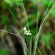 細葉韭(摘蒙花) 細葉韭(摘蒙花)