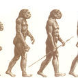 人科動物 人科動物