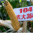 農大364號 農大364號