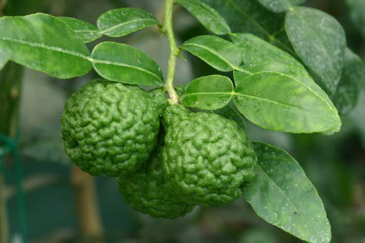 Citrus hystrix Citrus hystrix