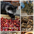 麝香貓咖啡(Kopi Luwak) 麝香貓咖啡(Kopi Luwak)