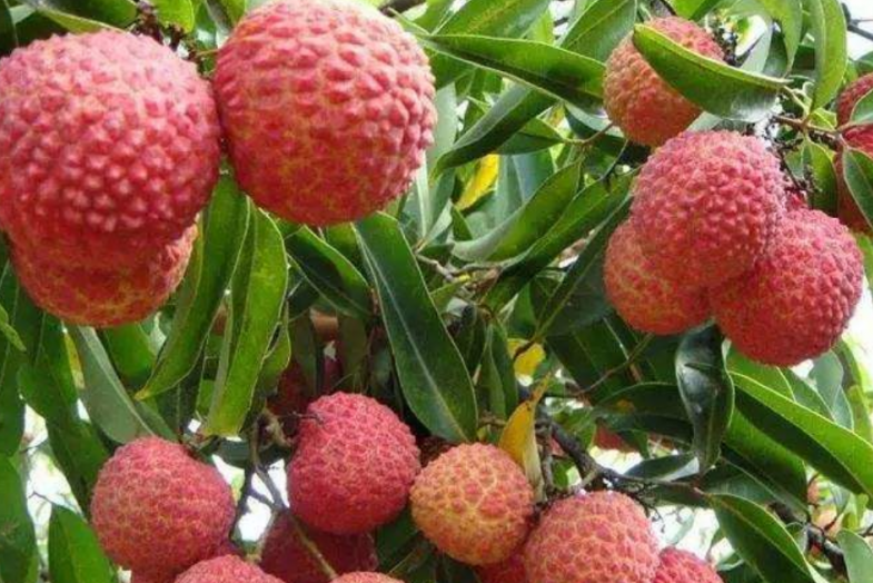 桂園(合江荔枝品種) 桂園(合江荔枝品種)