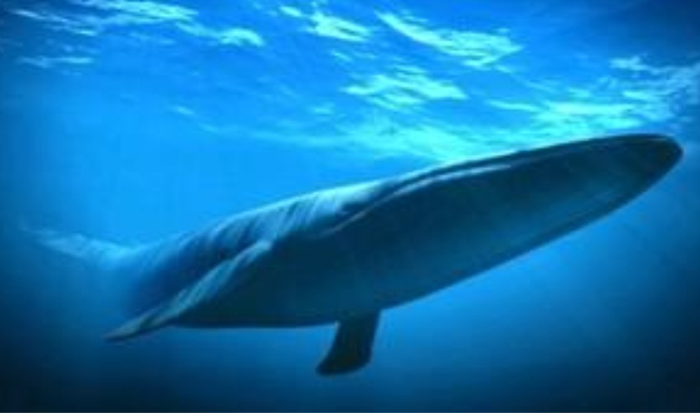 龐大的藍鯨