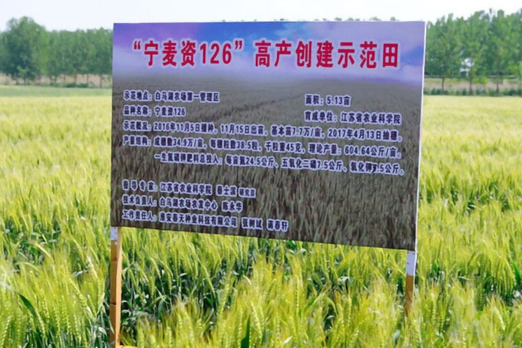 寧麥資126 寧麥資126